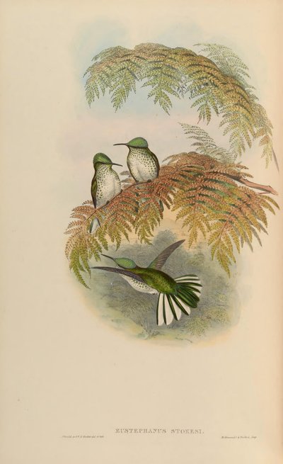 Eustephanus stokesi = Sephanoides sephaniodes - John Gould